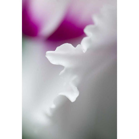Cyclamen flower close-up Black Modern Wood Framed Art Print by Rotenberg, Nancy