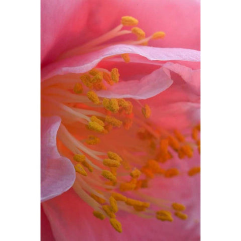 Camellia flower close-up Black Modern Wood Framed Art Print by Rotenberg, Nancy