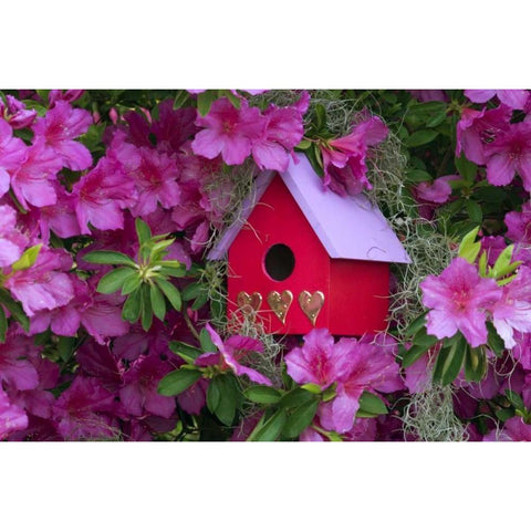 Birdhouse and Azaleas in Garden White Modern Wood Framed Art Print by Rotenberg, Nancy