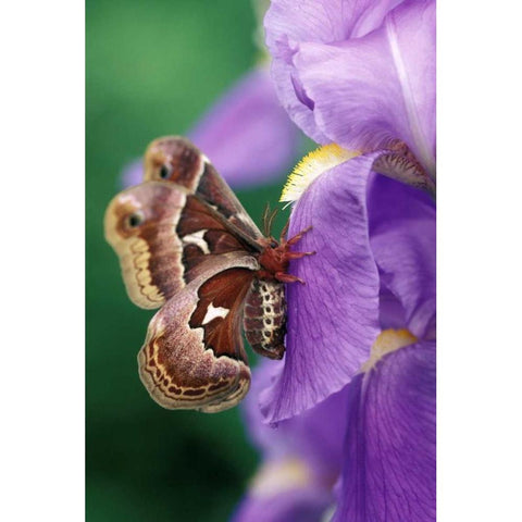 Cecropia Moth on Iris in Garden Gold Ornate Wood Framed Art Print with Double Matting by Rotenberg, Nancy