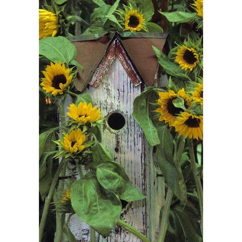 Birdhouse and Sunflowers in garden Black Modern Wood Framed Art Print by Rotenberg, Nancy