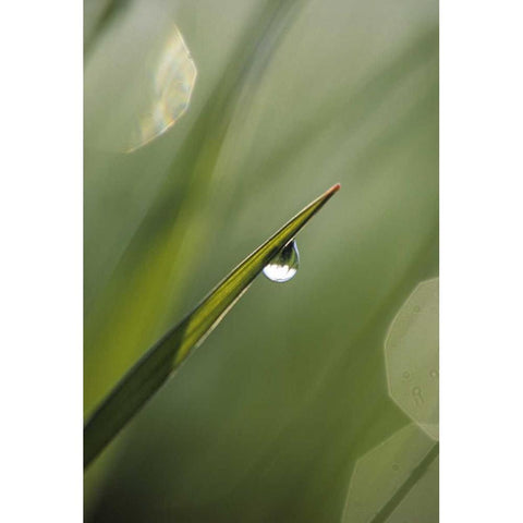 Blade of Grass with Dewdrop Black Modern Wood Framed Art Print by Rotenberg, Nancy