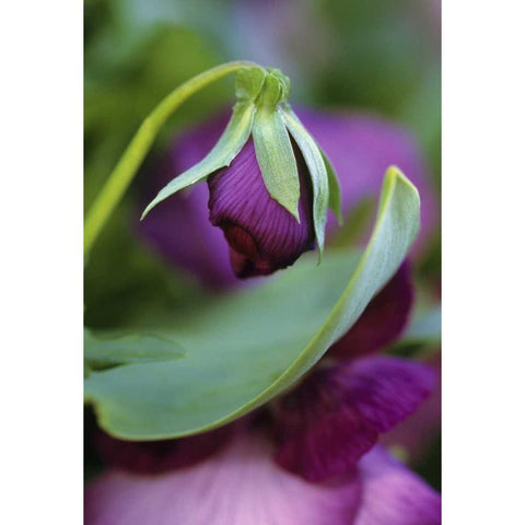 Close-up of bud opening in spring Black Modern Wood Framed Art Print by Rotenberg, Nancy