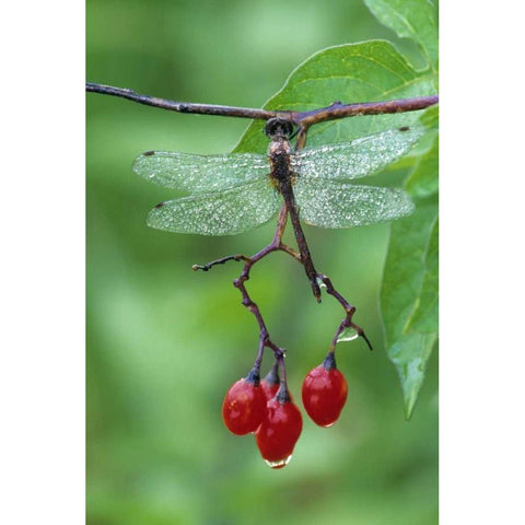 Dragonfly on Branch Black Modern Wood Framed Art Print by Rotenberg, Nancy