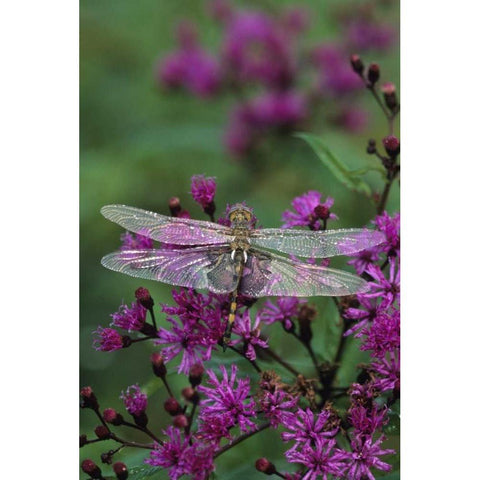 Dragonfly on Joe-Pye weed White Modern Wood Framed Art Print by Rotenberg, Nancy