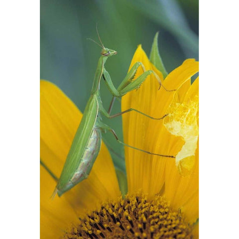 Female praying mantis with egg sac on sunflower Black Modern Wood Framed Art Print by Rotenberg, Nancy