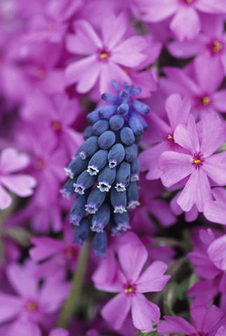Grape Hyacinth in Phlox in garden Black Ornate Wood Framed Art Print with Double Matting by Rotenberg, Nancy