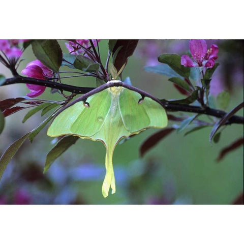 Luna Moth on Cherry Tree in Spring Gold Ornate Wood Framed Art Print with Double Matting by Rotenberg, Nancy