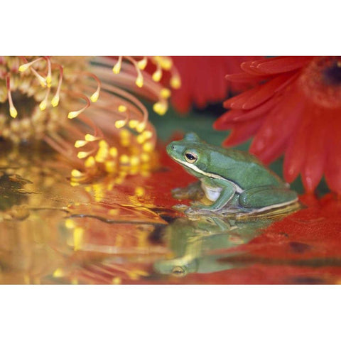 Frog and reflections among flowers Gold Ornate Wood Framed Art Print with Double Matting by Rotenberg, Nancy