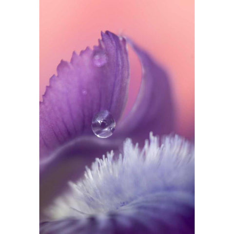 Iris Petal Close-up Black Modern Wood Framed Art Print with Double Matting by Rotenberg, Nancy