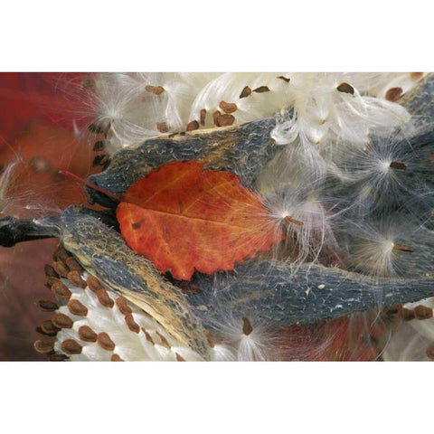 Autumn Leaf in Milkweed Black Modern Wood Framed Art Print by Rotenberg, Nancy