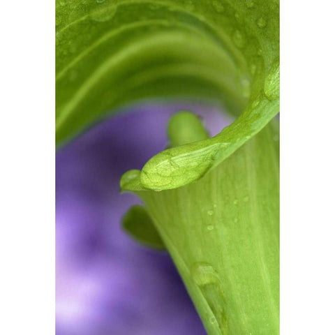 Of Jack-in-the-Pulpit with violet background Gold Ornate Wood Framed Art Print with Double Matting by Rotenberg, Nancy