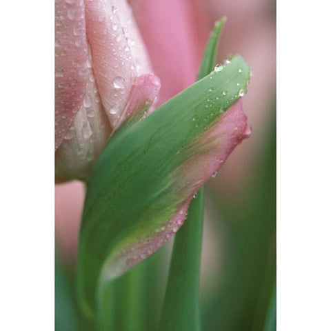 Pink tulip close-up, in garden White Modern Wood Framed Art Print by Rotenberg, Nancy