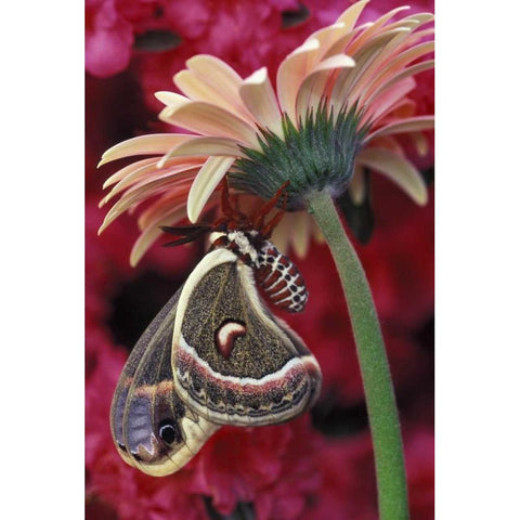 Cecropia on gerbera, pink azalea background Gold Ornate Wood Framed Art Print with Double Matting by Rotenberg, Nancy