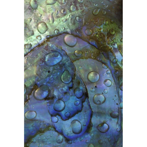 Abalone shell with water drops Black Modern Wood Framed Art Print with Double Matting by Rotenberg, Nancy