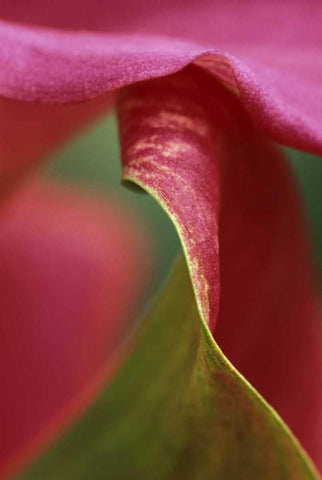 Pink calla lily, close-up Black Ornate Wood Framed Art Print with Double Matting by Rotenberg, Nancy