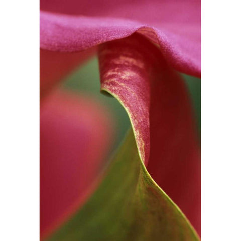 Pink calla lily, close-up White Modern Wood Framed Art Print by Rotenberg, Nancy