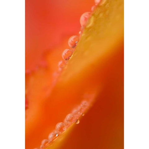 Petals with dew drops close-up Black Modern Wood Framed Art Print with Double Matting by Rotenberg, Nancy