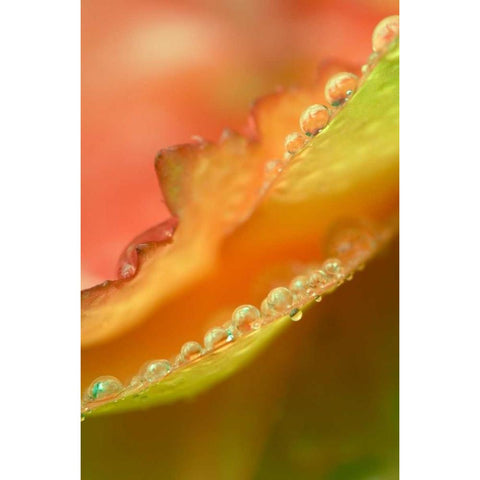 Flower petals with dew White Modern Wood Framed Art Print by Rotenberg, Nancy