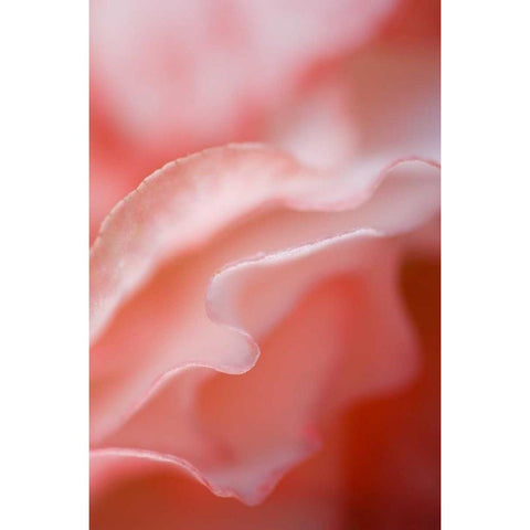 Flower petal edges White Modern Wood Framed Art Print by Rotenberg, Nancy