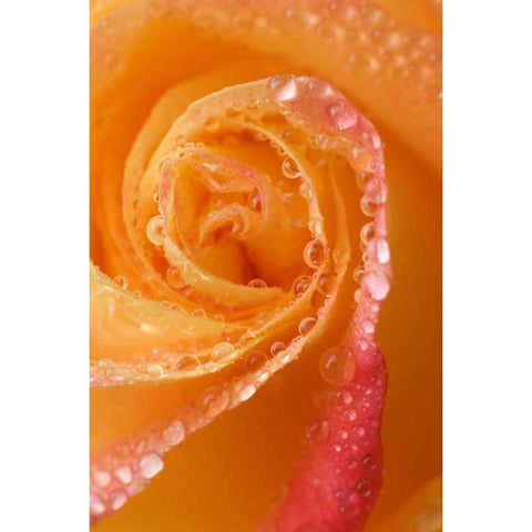 Rose close-up with dew Black Modern Wood Framed Art Print by Rotenberg, Nancy