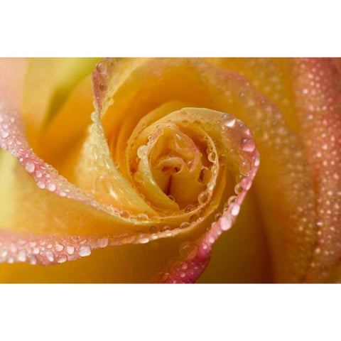 Rose close-up with dew Black Modern Wood Framed Art Print with Double Matting by Rotenberg, Nancy