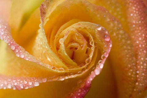 Rose close-up with dew Black Ornate Wood Framed Art Print with Double Matting by Rotenberg, Nancy