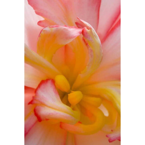 Begonia close-up pattern Black Modern Wood Framed Art Print by Rotenberg, Nancy
