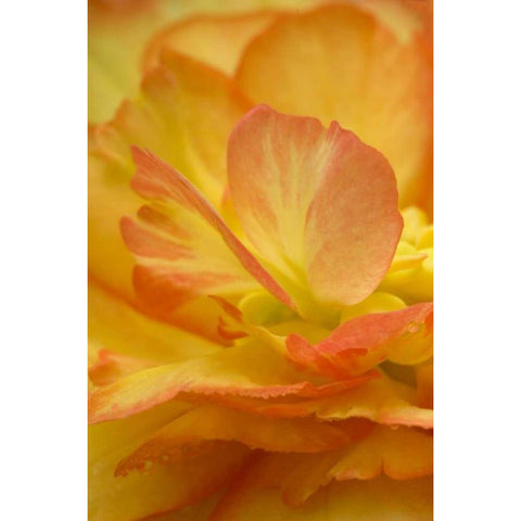 Begonia close-up Gold Ornate Wood Framed Art Print with Double Matting by Rotenberg, Nancy