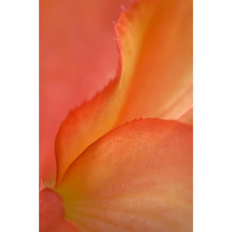 Begonia Petal Close-up Black Modern Wood Framed Art Print by Rotenberg, Nancy