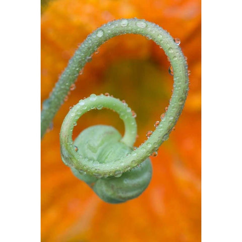 Nasturtium curl with rain Black Modern Wood Framed Art Print by Rotenberg, Nancy