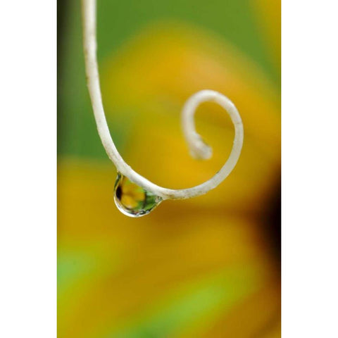 Rain drop with flower reflected Black Modern Wood Framed Art Print by Rotenberg, Nancy