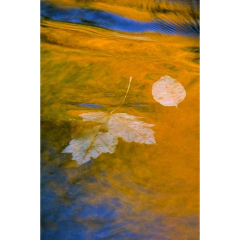 Fall reflections in water Black Modern Wood Framed Art Print by Rotenberg, Nancy