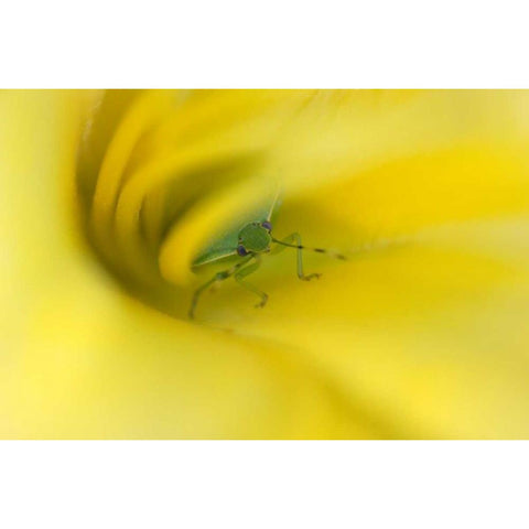 Shield Bug in Lily Gold Ornate Wood Framed Art Print with Double Matting by Rotenberg, Nancy