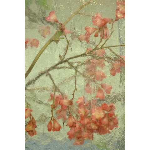 Pentstemon flower behind glass Gold Ornate Wood Framed Art Print with Double Matting by Rotenberg, Nancy