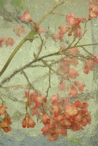 Pentstemon flower behind glass White Modern Wood Framed Art Print with Double Matting by Rotenberg, Nancy