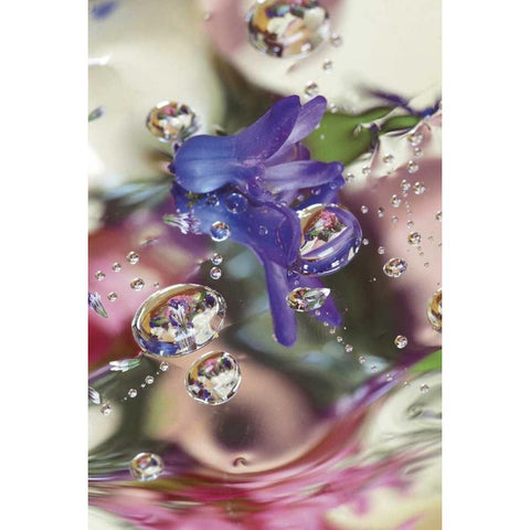 Hyacinth Bud on Mylar With Reflections Black Modern Wood Framed Art Print with Double Matting by Rotenberg, Nancy