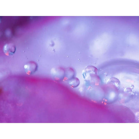 Dew drops on flower petal abstract Black Modern Wood Framed Art Print by Rotenberg, Nancy