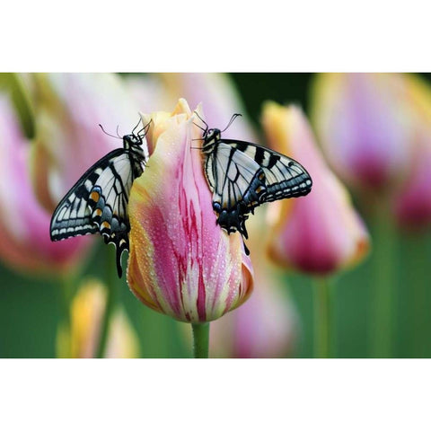 Two Eastern Tiger Swallowtail Butterfly on Tulip Gold Ornate Wood Framed Art Print with Double Matting by Rotenberg, Nancy