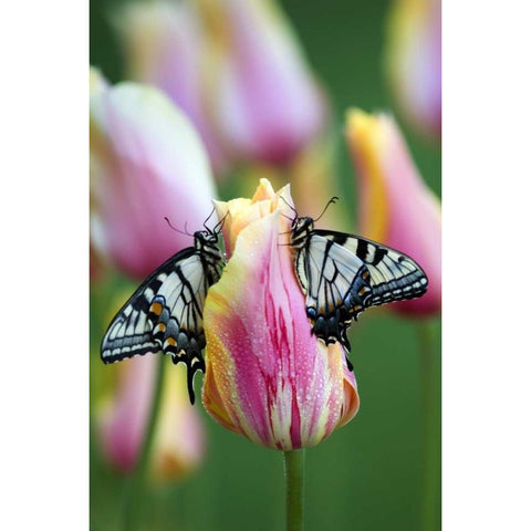 Swallowtail Butterflies on Tulip in the Morning White Modern Wood Framed Art Print by Rotenberg, Nancy