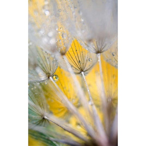 Seedhead with Raindrops Black Modern Wood Framed Art Print with Double Matting by Rotenberg, Nancy