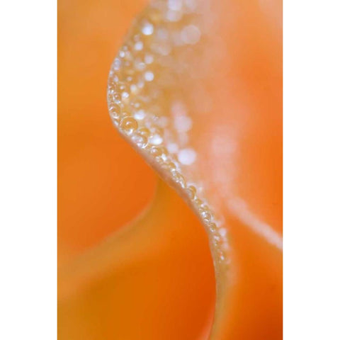 Abstract flower close-up Gold Ornate Wood Framed Art Print with Double Matting by Rotenberg, Nancy