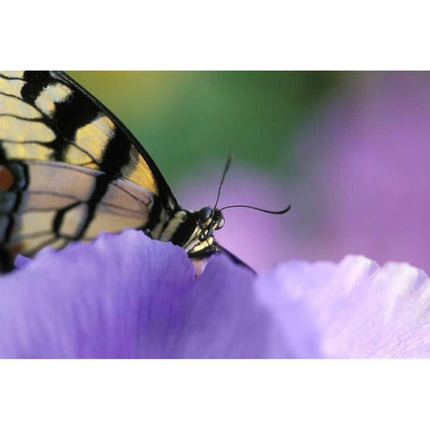 Swallowtail Butterfly on Petunia in Garden White Modern Wood Framed Art Print by Rotenberg, Nancy