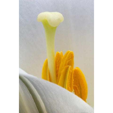 Lily stamen close-up Black Modern Wood Framed Art Print with Double Matting by Rotenberg, Nancy