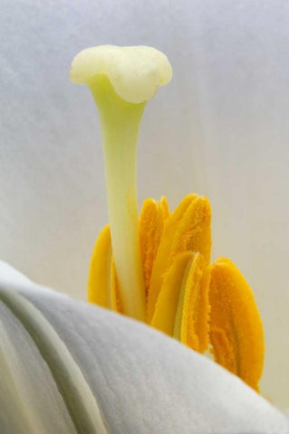 Lily stamen close-up Black Ornate Wood Framed Art Print with Double Matting by Rotenberg, Nancy