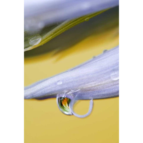Flower petal with drop and reflection Black Modern Wood Framed Art Print by Rotenberg, Nancy