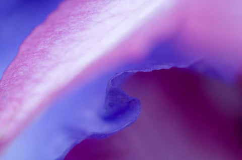 Petal Pattern Black Ornate Wood Framed Art Print with Double Matting by Rotenberg, Nancy