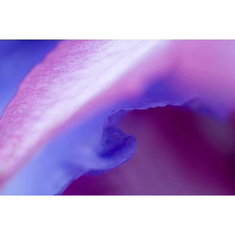 Petal Pattern Gold Ornate Wood Framed Art Print with Double Matting by Rotenberg, Nancy