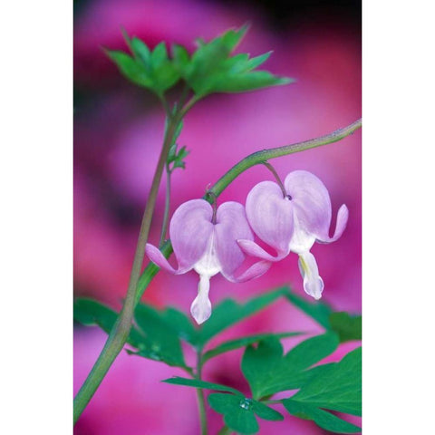 Bleeding Hearts Connecting In Garden Black Modern Wood Framed Art Print with Double Matting by Rotenberg, Nancy