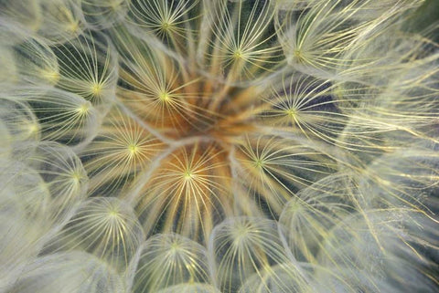 Dandelion Seedhead close-up Black Ornate Wood Framed Art Print with Double Matting by Rotenberg, Nancy